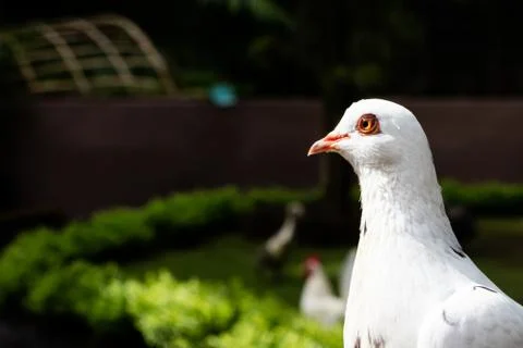 A white pigeon posing for the camera Stock Photos