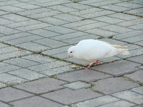 White pigeon on a sidewalk Stock Photos