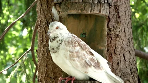 White pigeon with spots Stock Footage 202892231