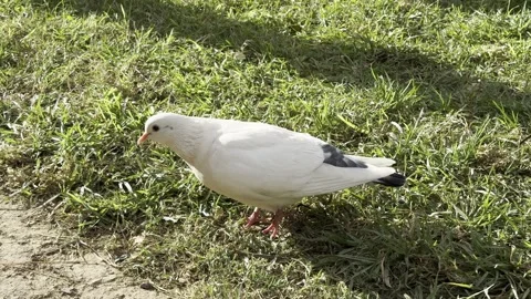 White pigeon walking on the grass. Close up Stock Footage 255288536