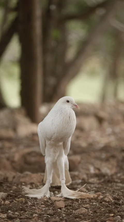 White pigeon walking through forest wildlife video Vidéo 337547385