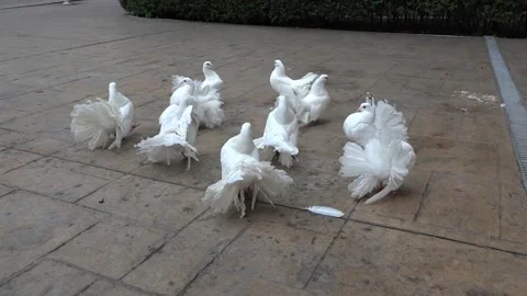 White pigeon for wedding Stock Footage 130863791