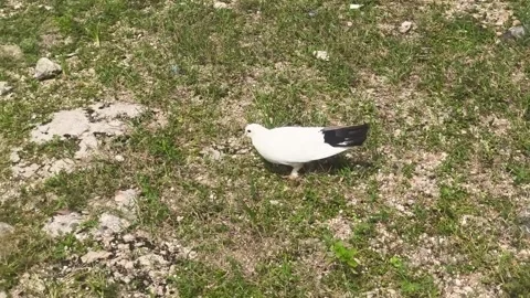 White pigeons are moving gently across the grass Stock Footage 338421427