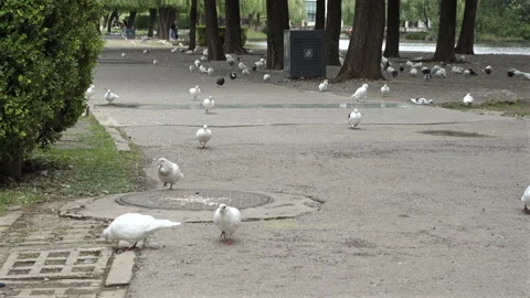 White pigeons are strolling on the path of the urban park Stock Footage 305798440