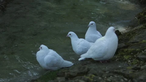 White Pigeons bathe in soapy water. Ecological catastrophe Stock Footage 239326987