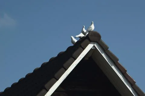 White pigeons on a black roof Stock Photos