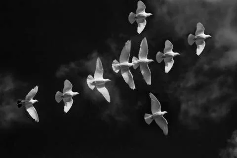 White Pigeons Flying Stock Photos