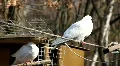 White pigeons HD Footage