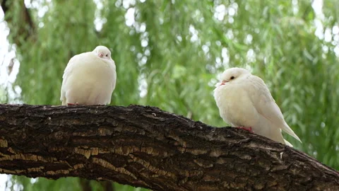 White pigeons perched on the branches of a willow tree, presenting a tranquil sc Stock Footage 305799092