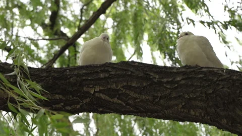 White pigeons perched on the branches of a willow tree, presenting a tranquil sc Stock Footage 305799117