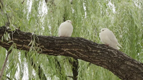White pigeons perched on the branches of a willow tree, presenting a tranquil sc Stock Footage 305804955