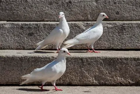 White pigeons Stock Photos