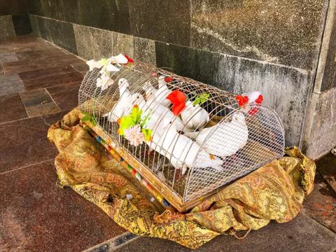 White pigeons. Stock Photos