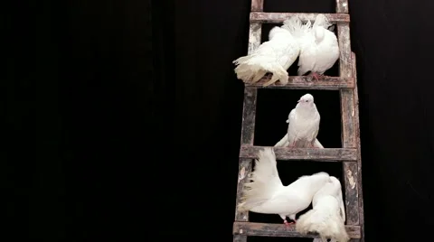 White Pigeons On The Stairs Video stock 52741053