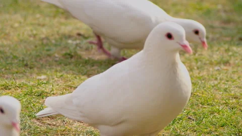 White Pigeons Walking and Pecking on Green Grass Field, Low Angle Close-up Stockbeeldmateriaal 334835100