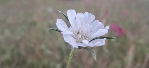 White pincushion flower close up Stock Footage 337321640