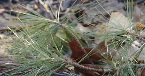 White Pine Branch Swaying In Wind Stock Footage 150193287