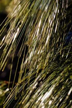 White pine branches Stock Photos