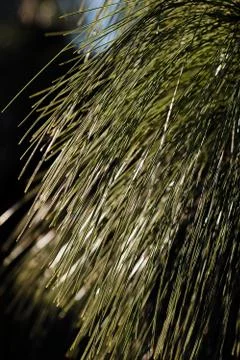 White pine branches Stock Photos