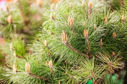 White pine branches Stock Photos