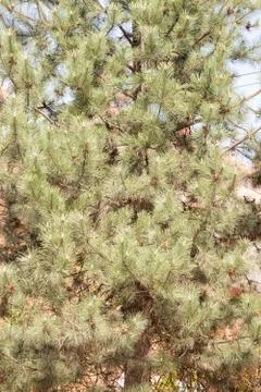 White pine branches Stock Photos