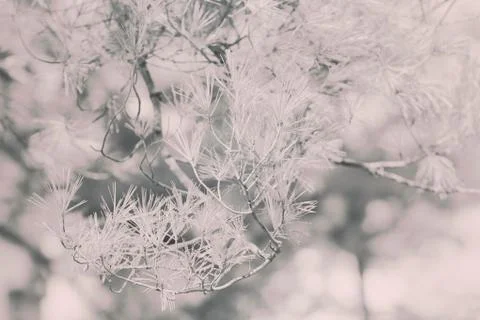 White pine branches Stock Photos