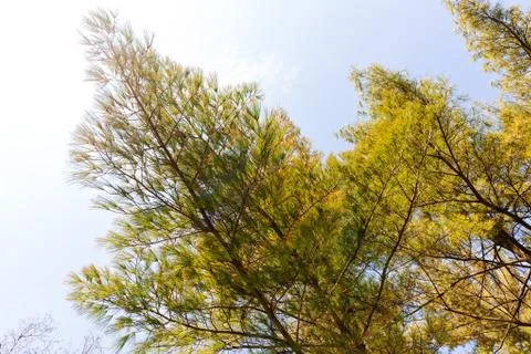 White pine branches Stock Photos
