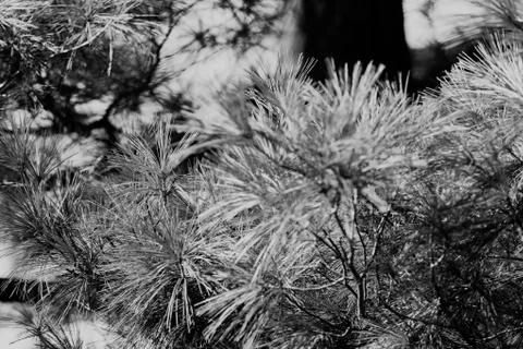 White pine branches Stock Photos