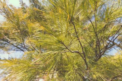 White pine branches Stock Photos