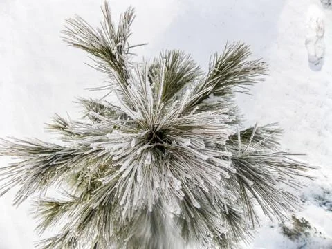 White pine evergreen needles covered in snow Stock Photos