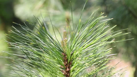 White pine needles close up Stock Footage 151597247