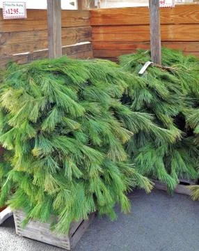 White Pine Roping Stock Photos