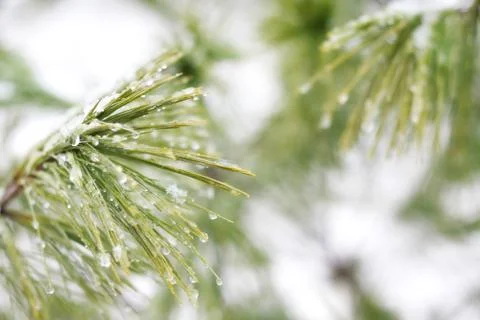 White pine tree covered in ice droplets Stock Photos