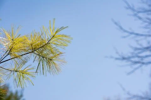 White pine tree needles Stock Photos