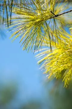 White pine tree needles Stock Photos