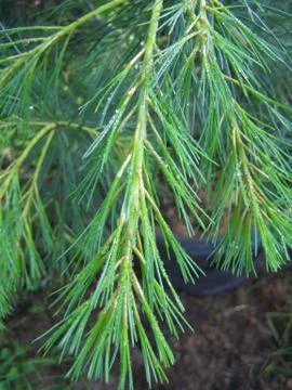 White Pine Tree Stock-Fotos