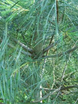 White Pine Tree Stock-Fotos