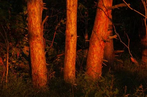 White Pine Tree Trunks Turned Red from the Sunset Stock Photos