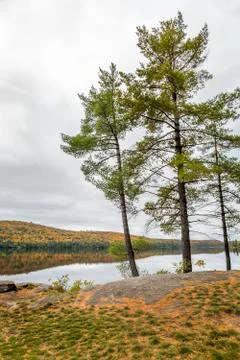 White Pine Trees Bordering a Lake in Autumn - Ontario, Canada Stock Photos