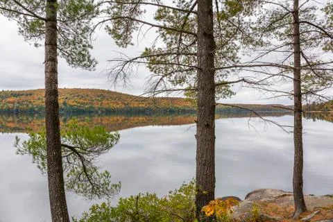 White Pine Trees Bordering a Lake in Autumn - Ontario, Canada Stock Photos