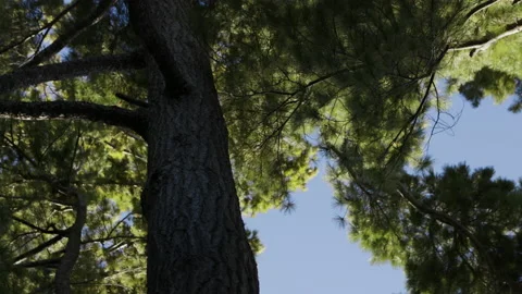 White pine trees spinning against a blue sky Stock Footage 158962932