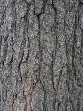 White Pine Trunk Stock Photos