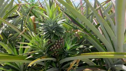 White pineapples in Kauai Video stock 345279722