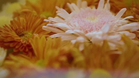 White, pink and orange flower arrangement Stock Footage