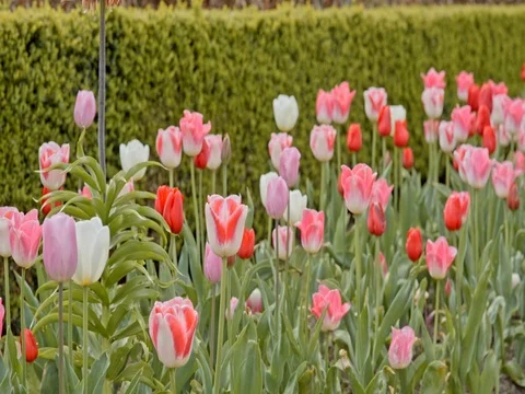 White, pink and red tulips Vídeos de archivo 75560393