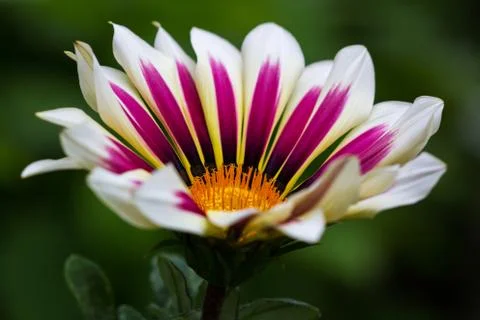 White-pink aster Stock Photos