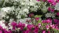 White-pink Azaleas flowers bushes close up panning stock footage 4k or 4k+ Resolution
