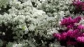 White-pink Azaleas flowers bushes close up panning stock footage 4k or 4k+ Resolution