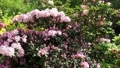 White-pink Azaleas flowers bushes and fly swarm panning stock footage 4k or 4k+ Resolution
