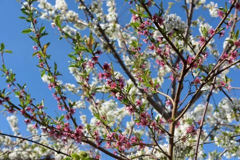 White pink cherry tree Stock Photos